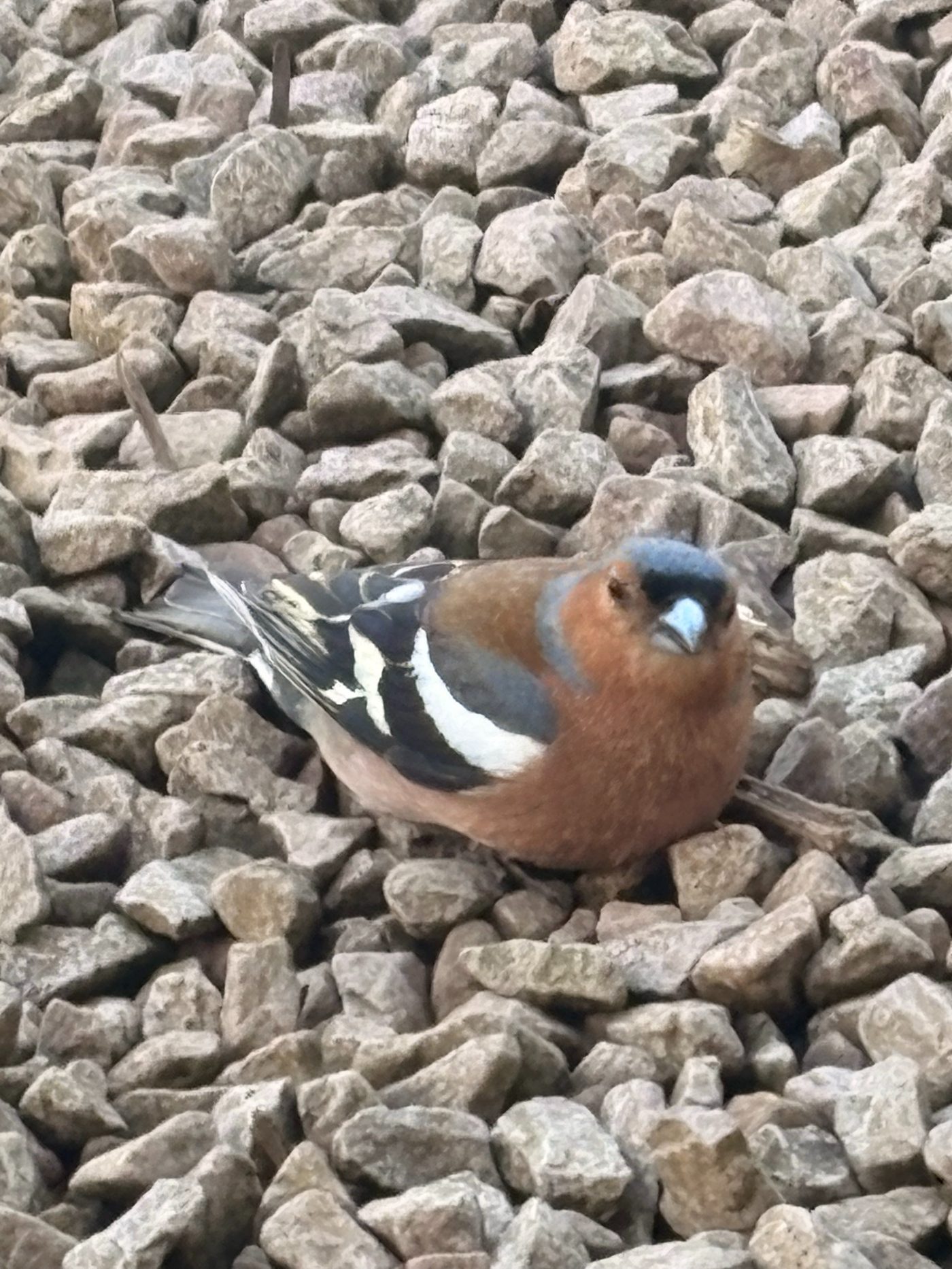 A chaffinch on the gravel