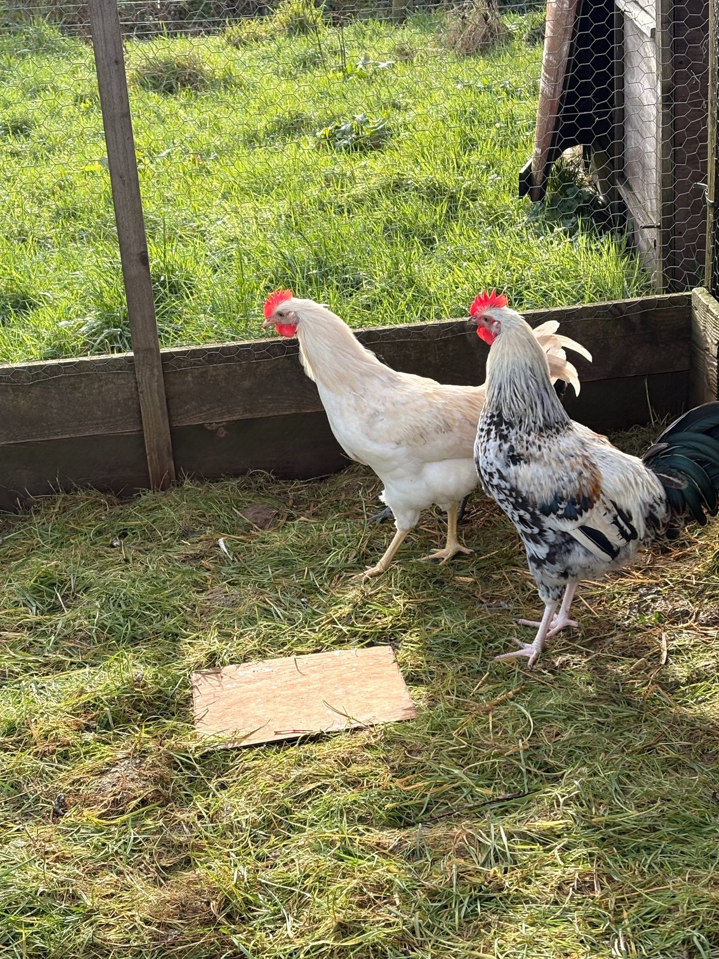 Chickens in their run