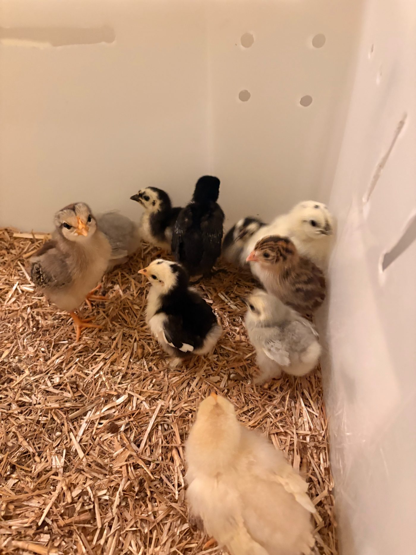 Newly hatched chicks