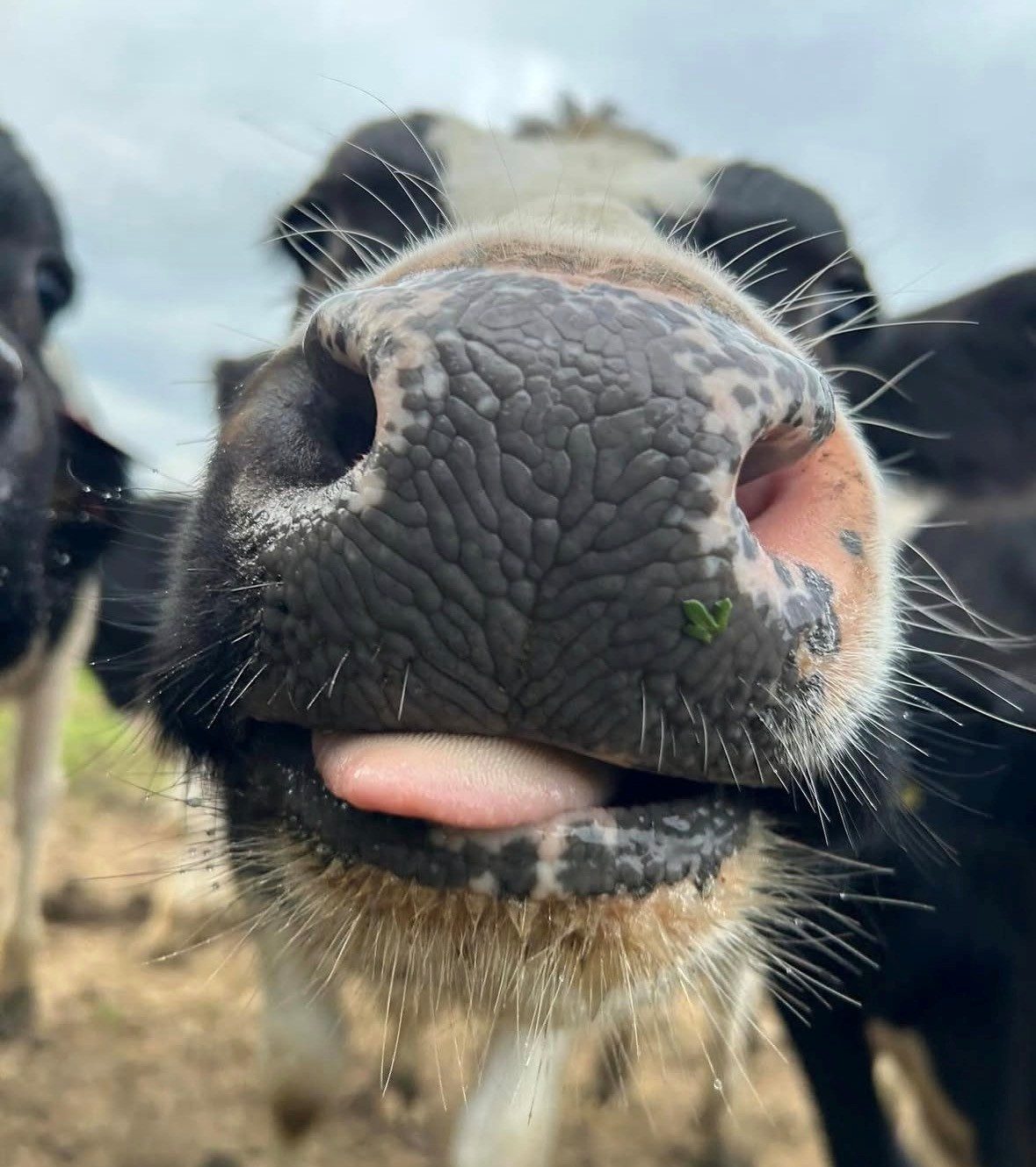 A curious cow up close
