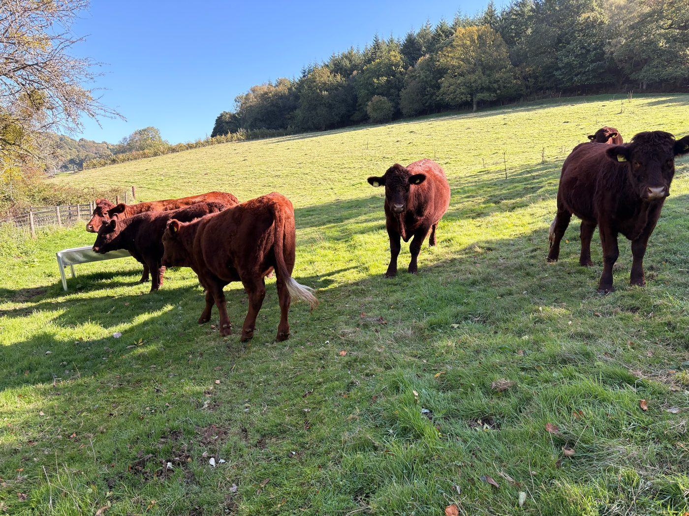Cattle grazing in a field near the treeline