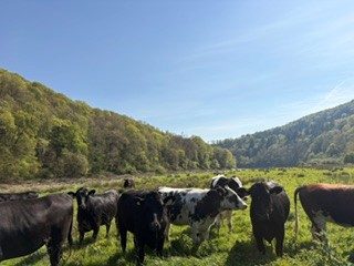 Cattle grazing in a field by the River Wye