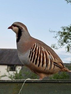 A partridge perched on a fence